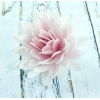 Aster peoniowy duży cieniowany różowy 12,5 cm